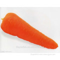 Red carrot, fresh carrot from xiamen HHF